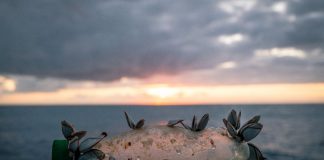 52-ročný plavec sa rozhodol preplávať tichomorským „ostrovom“ vytvoreným z odpadu