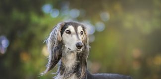 Španielskym psíčkarom hrozí mastná pokuta ak po svojom psovi nevydezinfikujú ocikané miesta