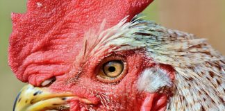 Susedom vadilo kikiríkanie kohúta, rozhodli sa podať žalobu. Kohút vyhral súd aj 1000€