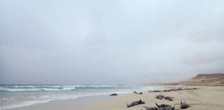 Na ostrove Boa Vista na Kapverdách zahynulo vyše 130 delfínov, vyplavilo ich tam more