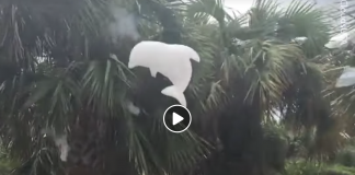 Delfín, kôň alebo dolárový znak. Amerikou letí nový trend pouličných artistov, ktorí vytvárajú nádherné umelé oblaky