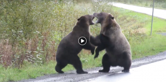 VIDEO: Dva medvede grizly sa v Kanade postarali o poriadny rozruch. Ich súboj na život a na smrť uprostred hlavnej cesty vystrašil okoloidúcich