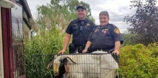 Logan doma našiel niečo neuveriteľné! V kúpeľni mu na koberčeku ležal cap! Dostať ho von, bolo obtiažnejšie, ako by ste si mohli myslieť