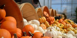 Svietnik, kvetináč alebo len jesenná dekorácia… Stačí vám nato len obyčajná tekvica!