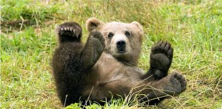 Jeffa Stokelyho prekvapili dve mláďatá medveďa, ktoré našiel v interiéri svojho auta! Keby nezačali trúbiť na klaksón, ani by o tom nevedel