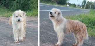 Pes čakal 4 roky na rovnakom mieste až kým sa opäť nestretol s majiteľmi, ktorí ho stratili