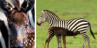 Táto zebra sa narodila so škvrnami namiesto pruhov. Ako je to možné?