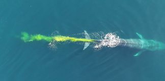 Veľryba za sebou zanechala v oceáne výrazne žltú škvrnu. Ojedinelý úkaz prekvapil aj biológov