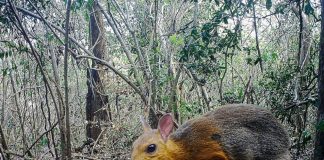 Myšieho jeleňa mali vedci 30 rokov za vyhynutého. Pred nedávnom ho zachytili fotopasce v dažďovom pralese