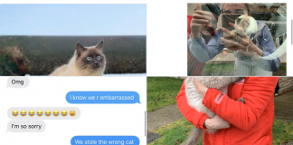 Dvojica sa rozhodla pomôcť kamarátke s hľadaním jej strateného kocúra. V očiach susedov si zato vyslúžili status: “Zlodeji domácich miláčikov.”