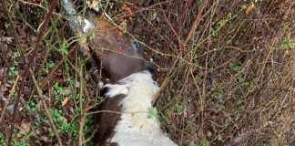 Až 21 koní sa našlo mŕtvych v lese v Kentucky. Bolo medzi nimi žriebä aj niekoľko gravidných kobýl