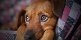 Psa vystrašila zábavná pyrotechnika, v panike vyskočil z okna na 11. poschodí