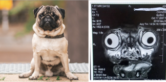 Nie, nie je to mimozemšťan…. Pozeráte sa na röntgen mopslíka