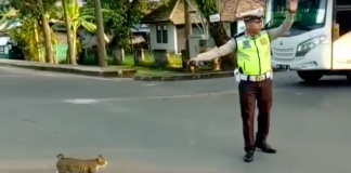 Policajt zastavil celú premávku! Následne nato dal mačke pokyn, že môže bezpečne prejsť cez cestu