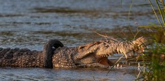 Krokodíl v Indonézii už 4 roky žije s pneumatikou na krku. Pre toho, kto mu ju dokáže sňať, je vypísaná odmena