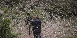 VIDEO: Pakistan vyhlásil národnú pohotovosť! Krajina je zaplavená kobylkami