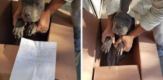 Chlapec dobrovoľne zaniesol svojho psíka do útulku, aby ho otec viac fyzicky netýral