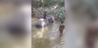 Hrôzostrašné video trpiaceho slona, ktorý sa snaží zhodiť muža sediaceho na jeho chrbte. Ten ho bezcitne mláti po hlave