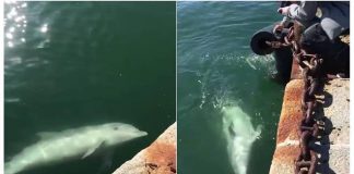 Taliansko sa zmenilo na nepoznanie! V uliciach sa pohybujú diviaky, v priezračne čistej vode boli videné delfíny