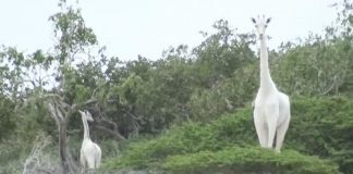 Poslednú samičku bielej žirafy spoločne s jej mláďaťom zabili pytliaci, pre Keňu a celý svet ide o obrovskú stratu