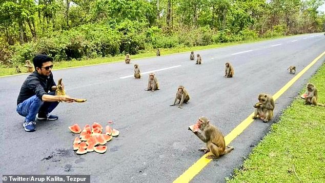 Opice v Indii dodržiavajú sociálny odstup